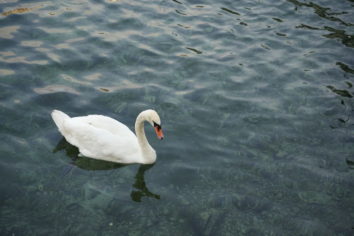 Lake Zurich Promenade view 2