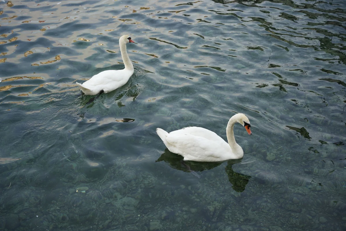 Lake Zurich Promenade view 1