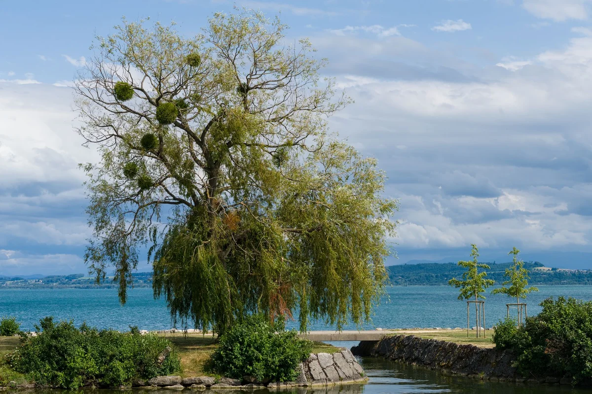 Strandbad Wollishofen feature