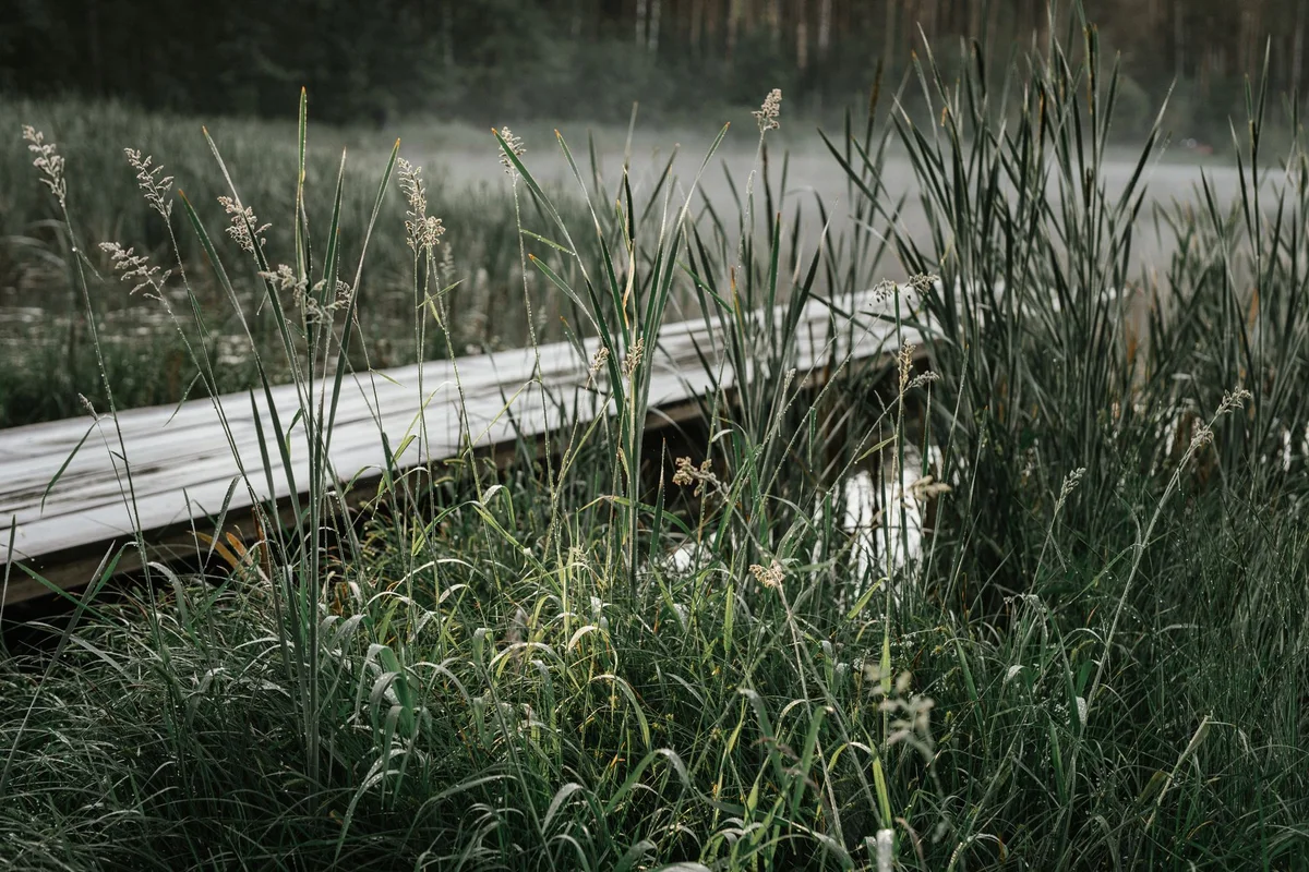 Weissenau Nature Reserve view 2