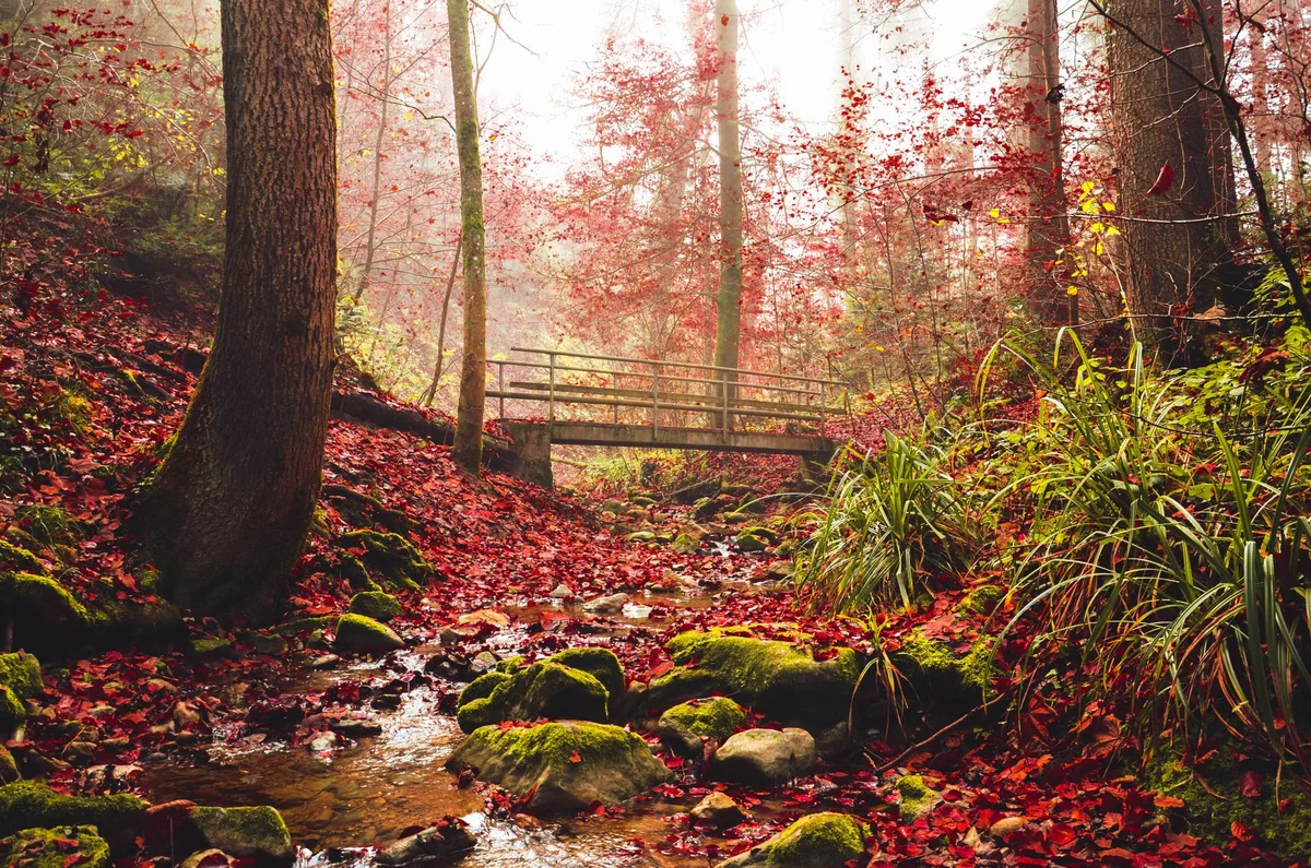 Zurichberg Forest feature
