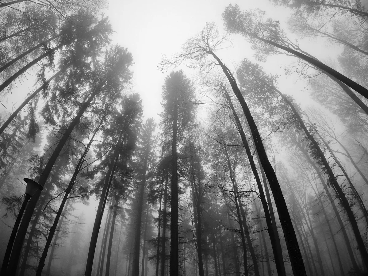 Zurichberg Forest view 2