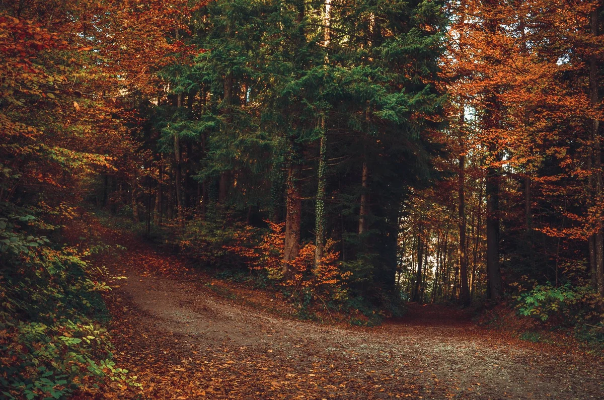 Zurichberg Forest view 1