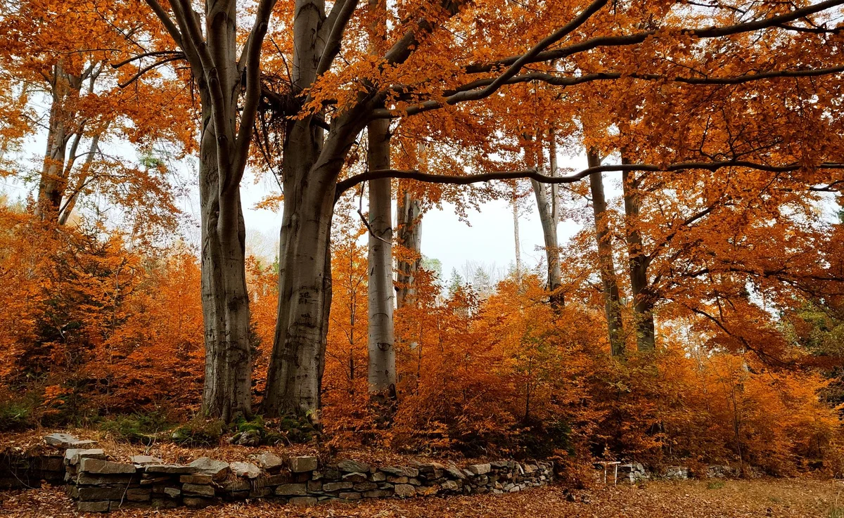 Fletcher Moss Botanical Garden view 1