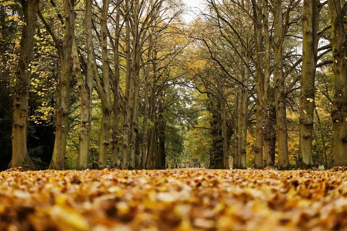 Heaton Park view 1