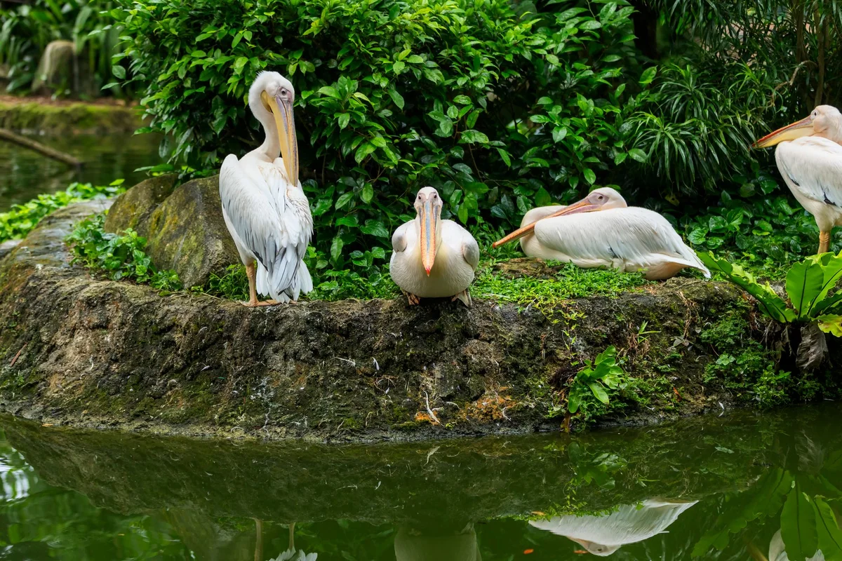St James's Park view 1