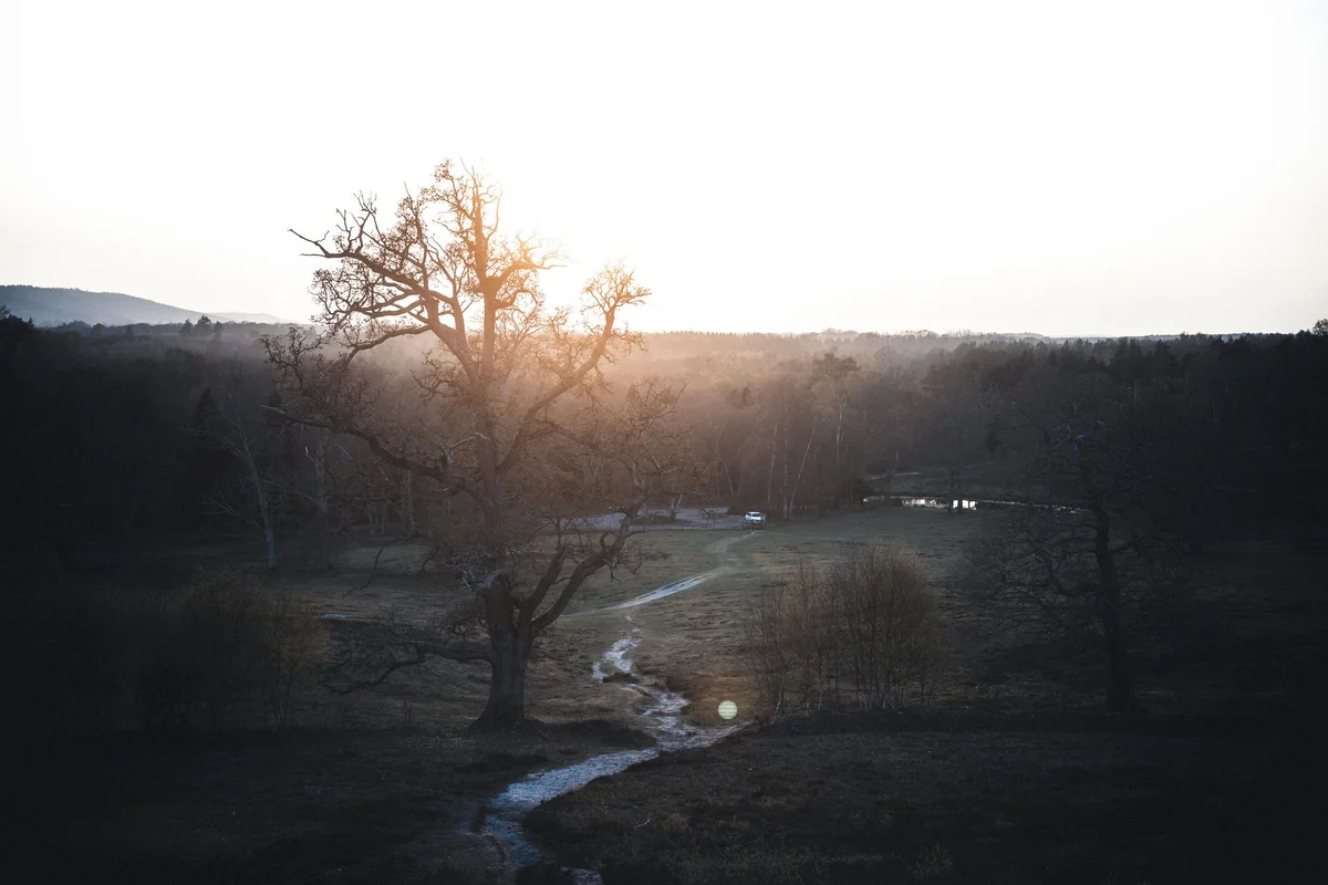 The Meadows feature