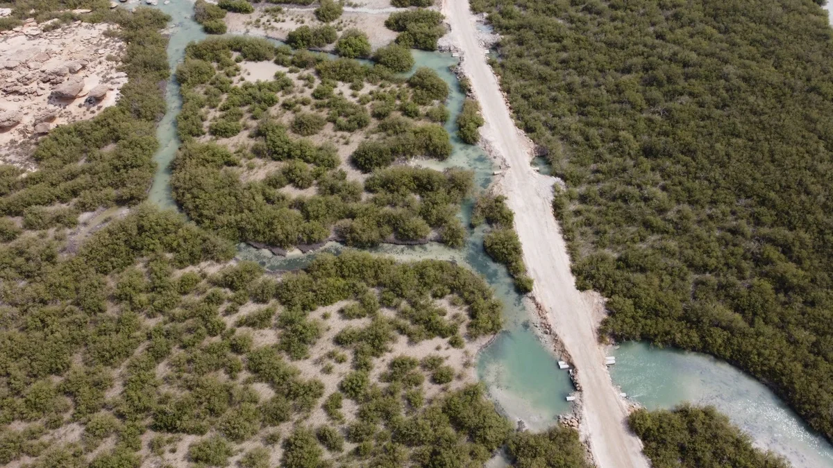 Al Thakira Mangroves feature