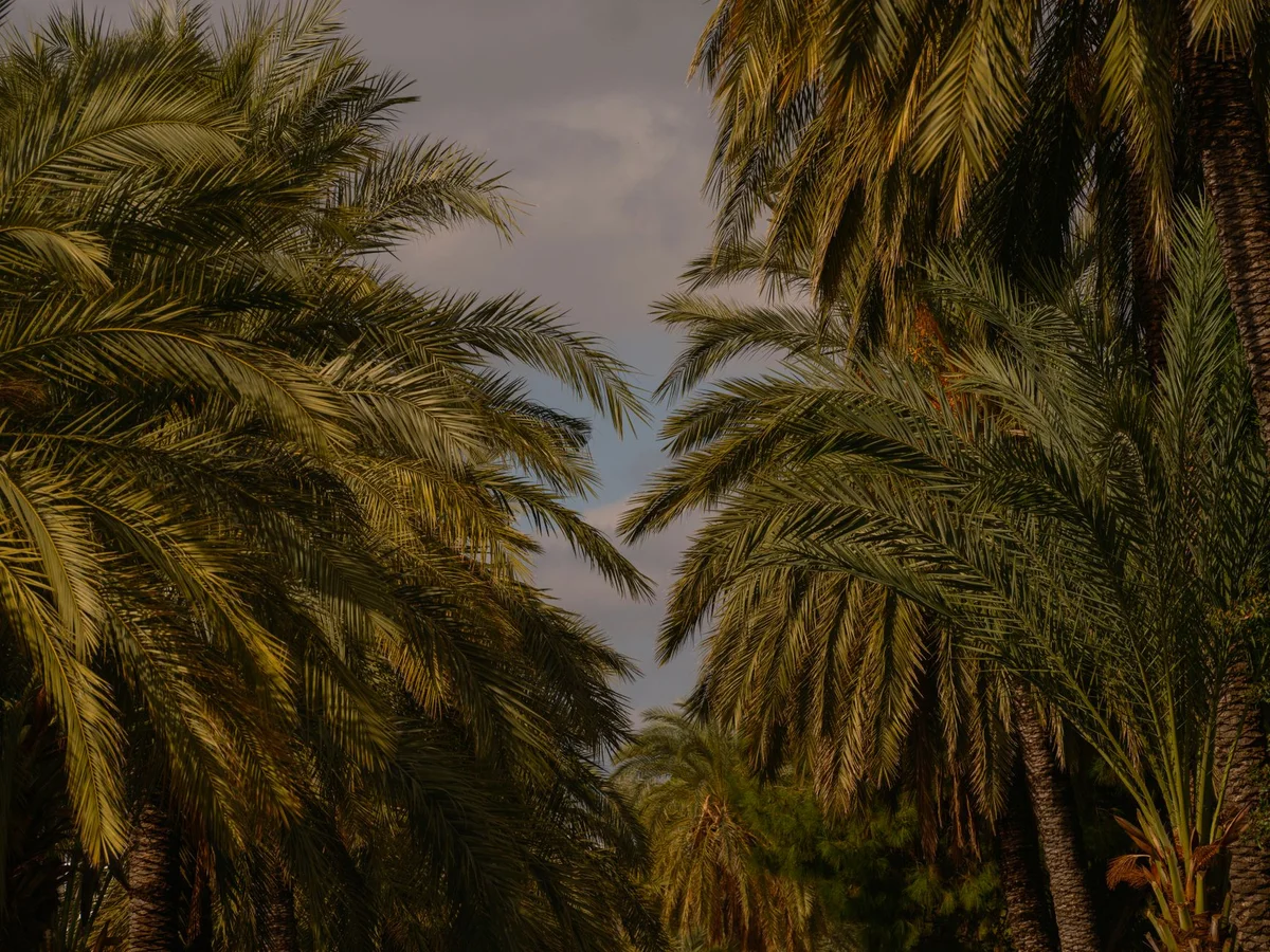 Heenat Salma Farm view 2