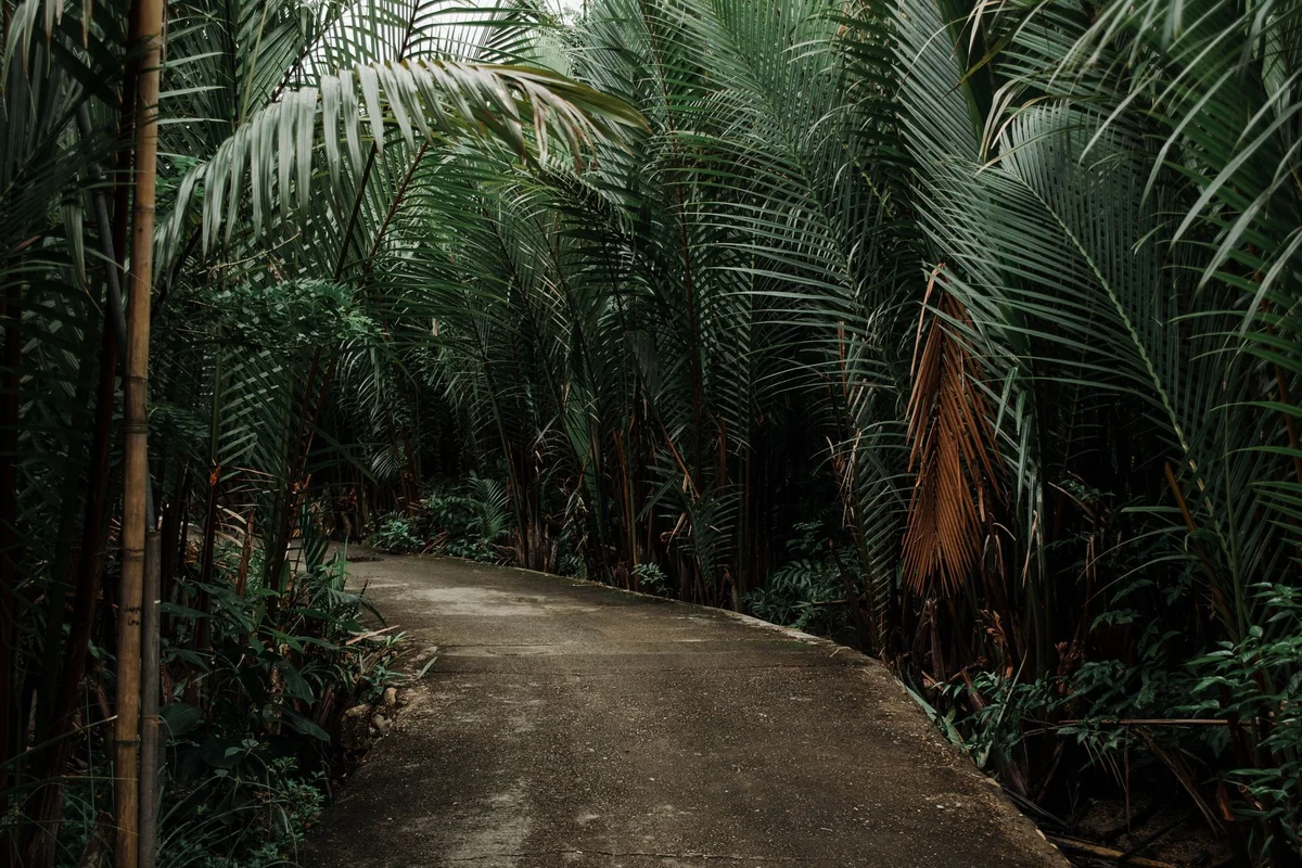 Royal Botanic Garden Sydney feature
